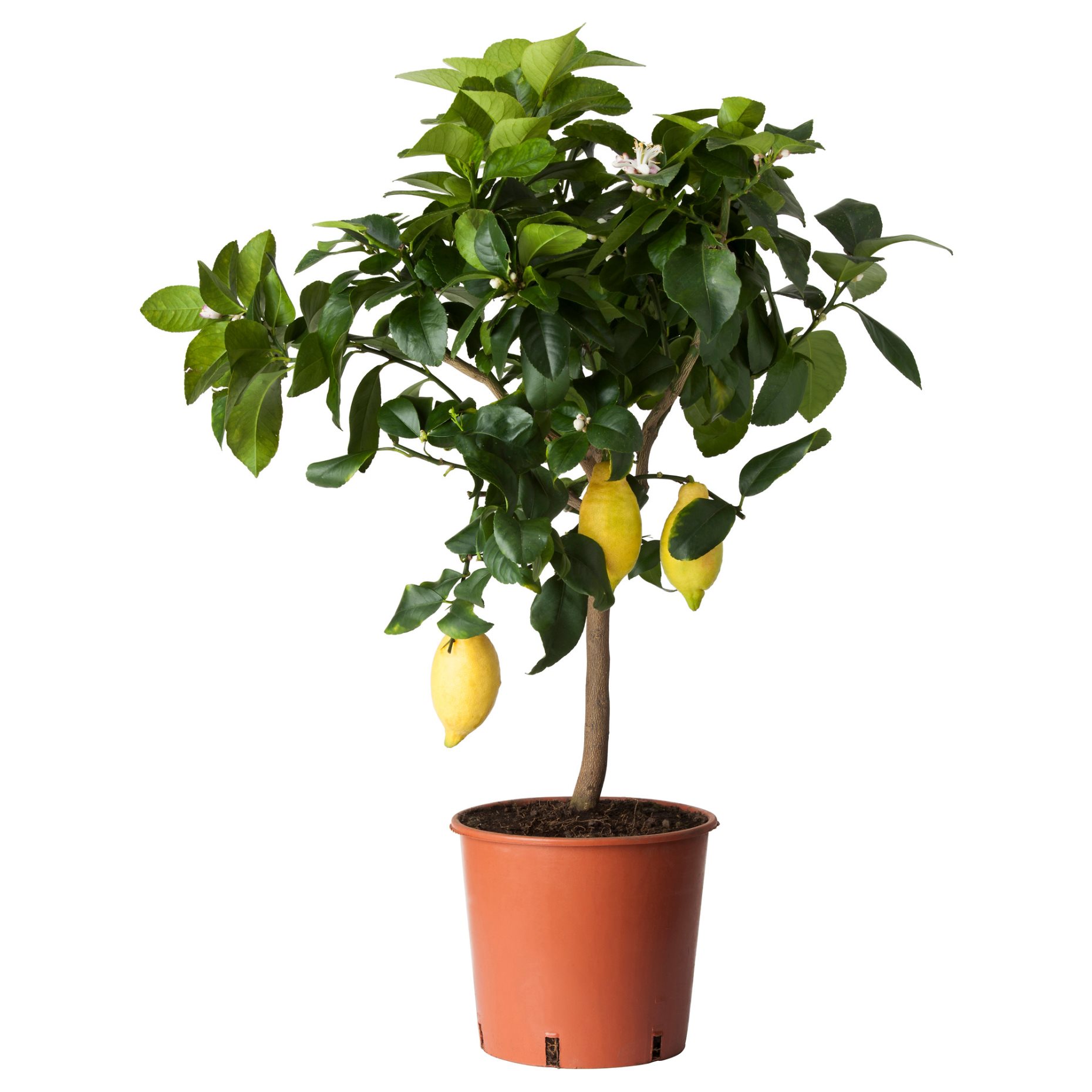 CITRUS, potted plant/lemon, 21 cm, 205.746.29
