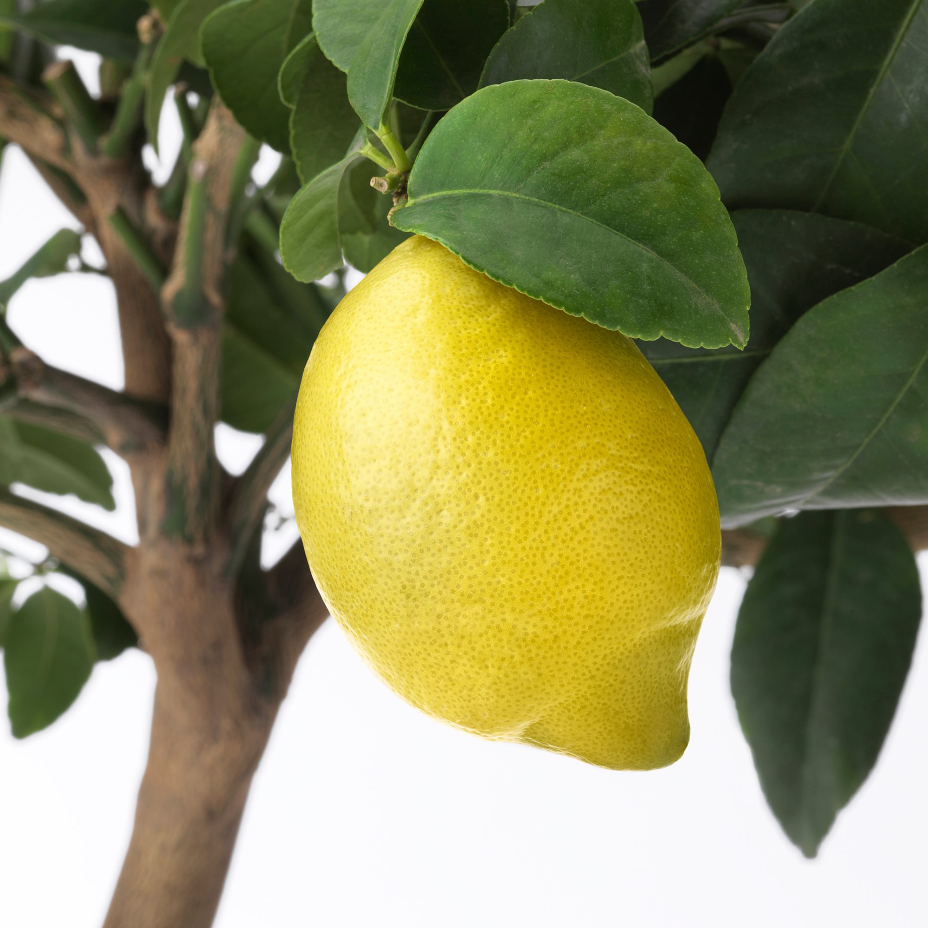 CITRUS, potted plant/lemon, 21 cm, 205.746.29