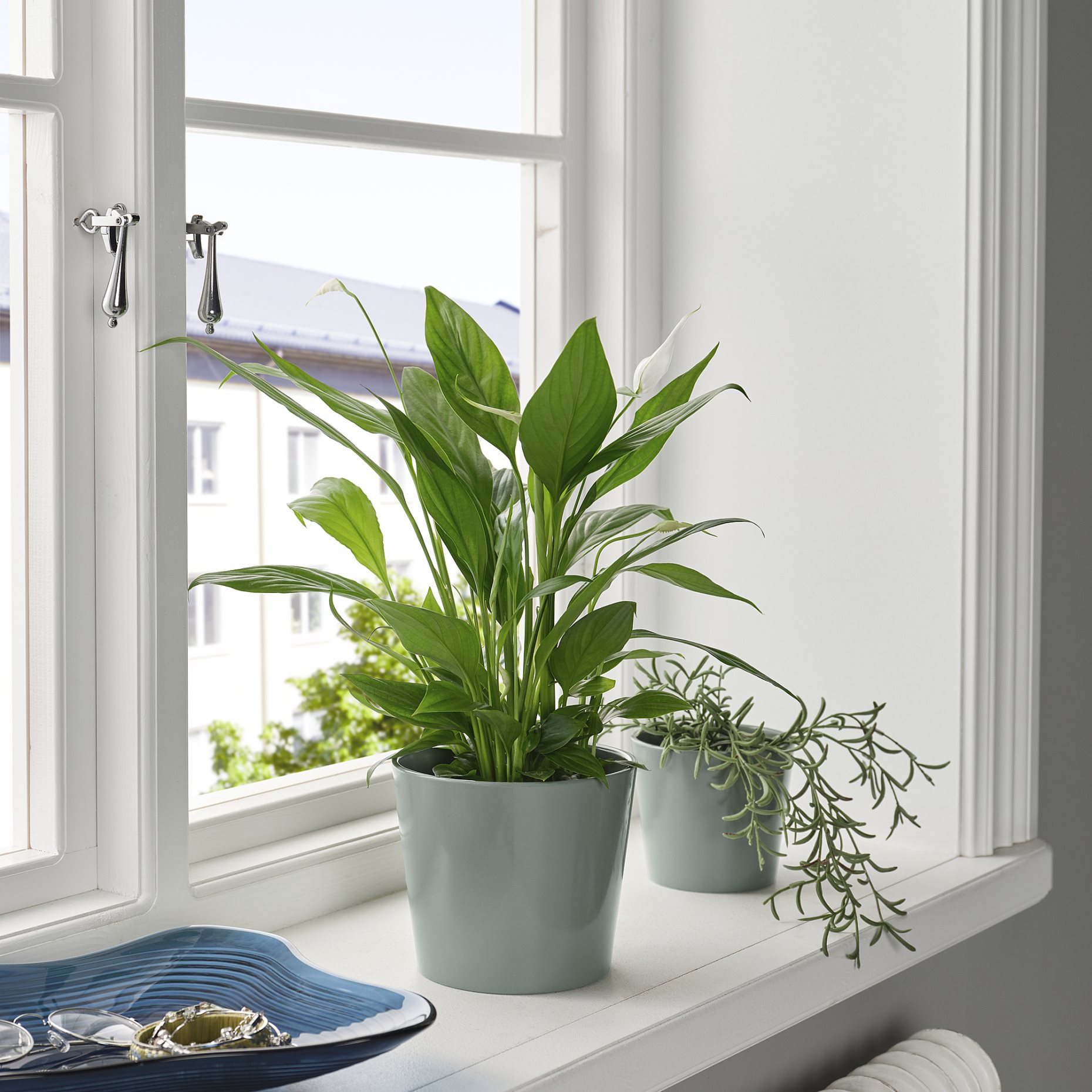 SOJABÖNA, plant pot, 12 cm, 205.865.71