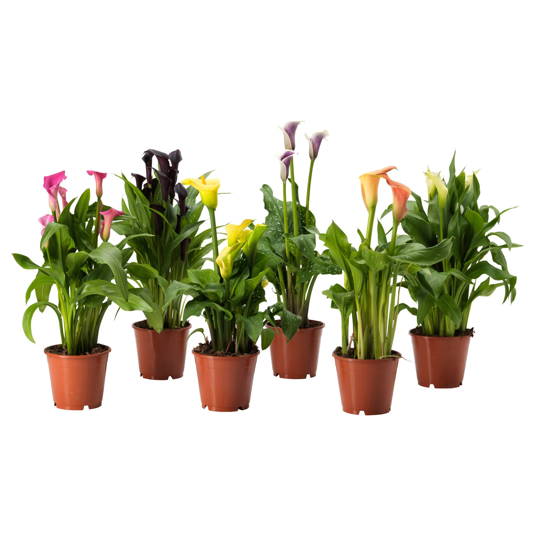 ZANTEDESCHIA, φυτό σε γλάστρα/κρίνος, 14 cm, 205.982.39