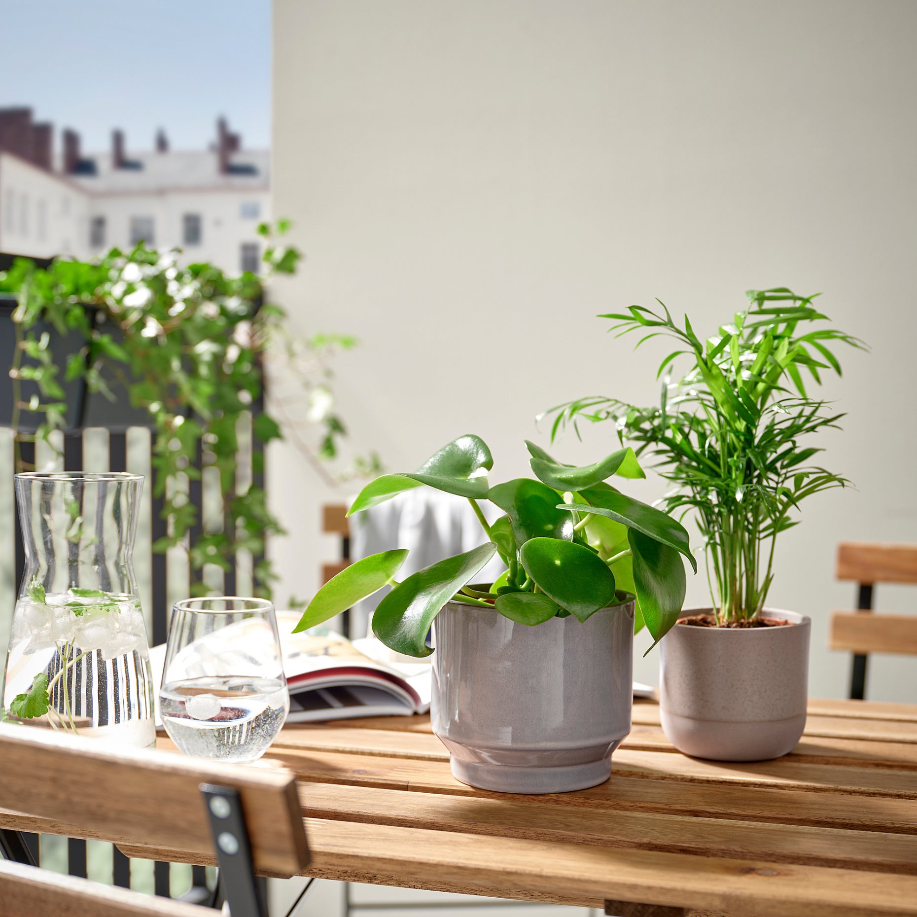HONUNGSPALM, plant pot in/outdoor, 12 cm, 305.957.92