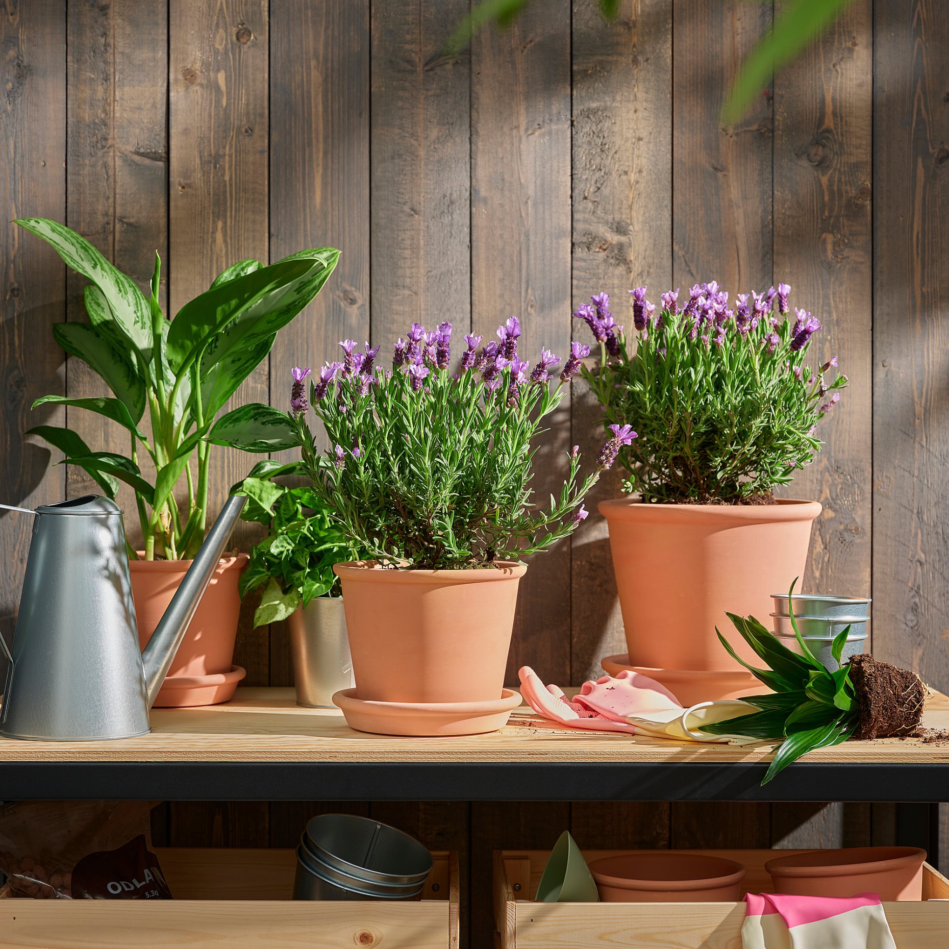 LAVANDULA, potted plant/lavender, 15 cm, 305.982.34