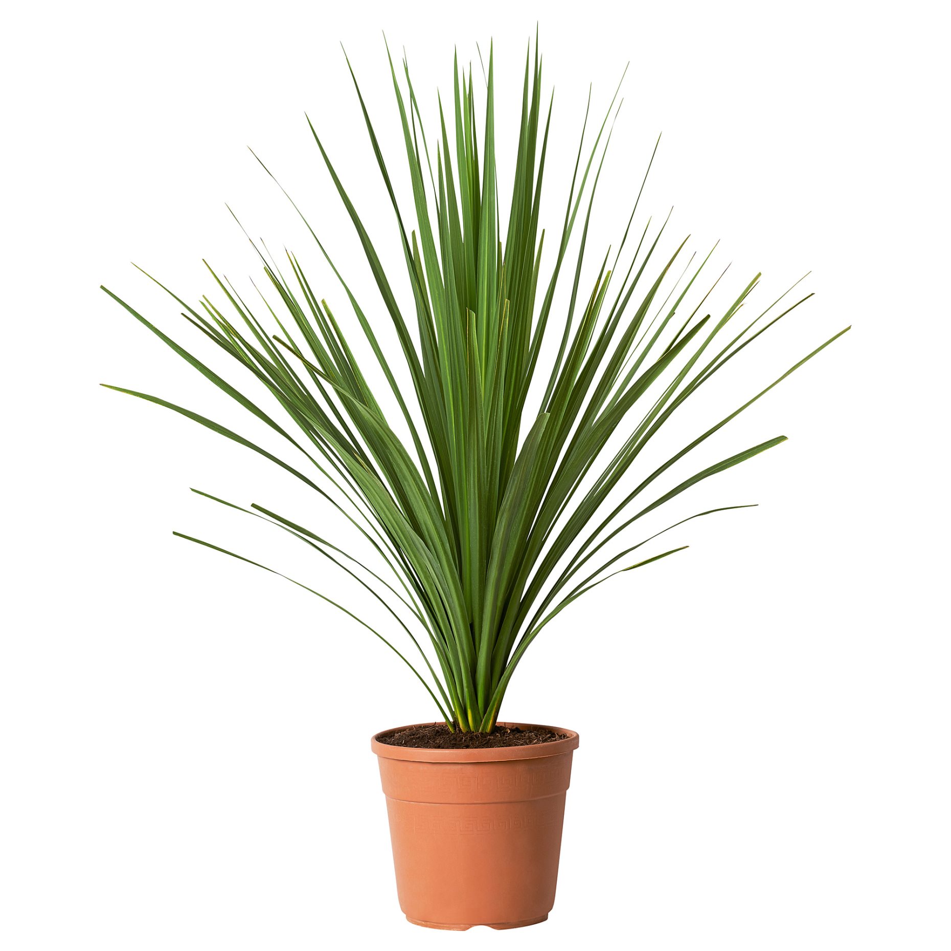 CORDYLINE INDIV, φυτό σε γλάστρα/δράκαινα, 17 cm, 306.041.31