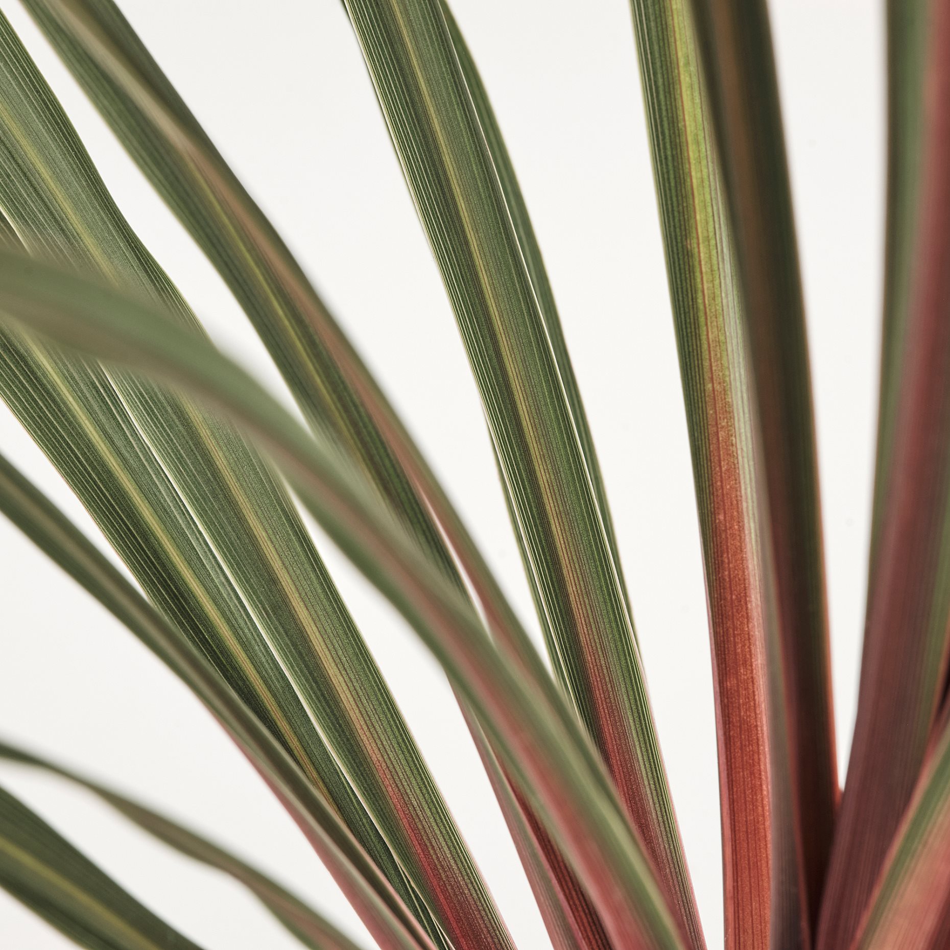 CORDYLINE INDIV, φυτό σε γλάστρα/δράκαινα, 17 cm, 306.041.31