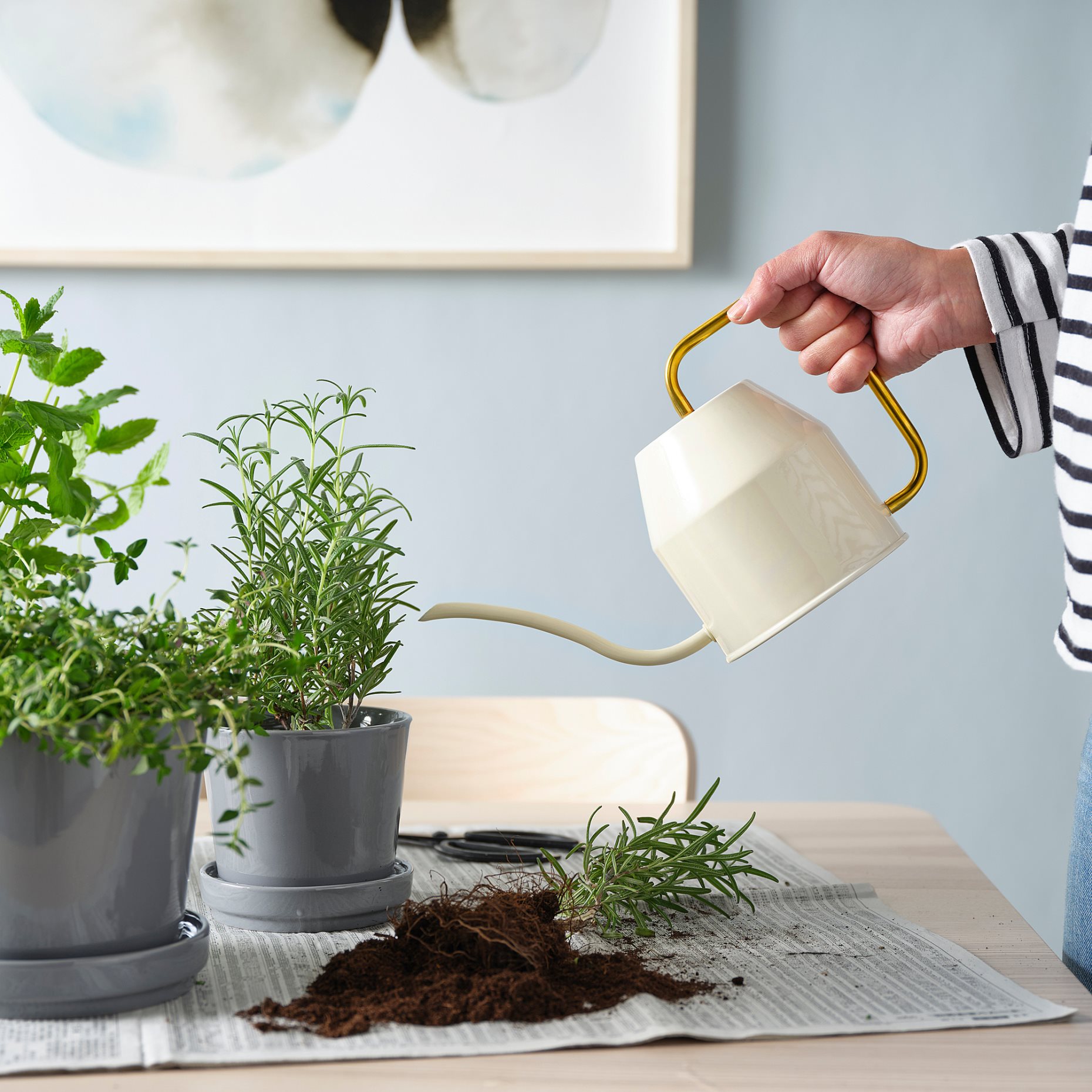 VATTENKRASSE, ποτιστήρι, 403.941.18