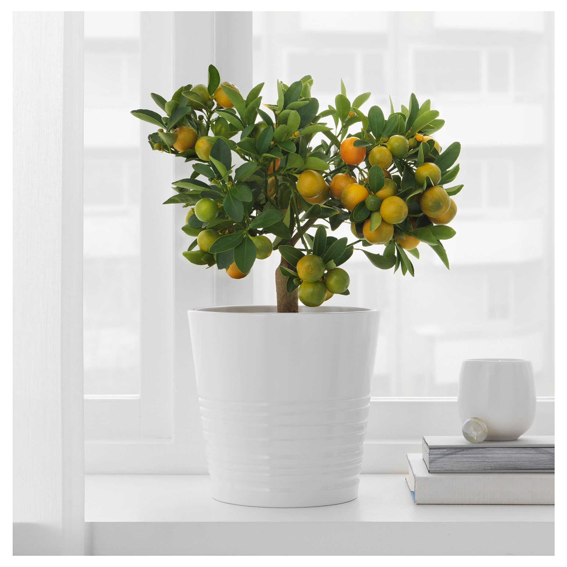 CITRUS, potted plant/Calamondin, 15 cm, 405.746.28