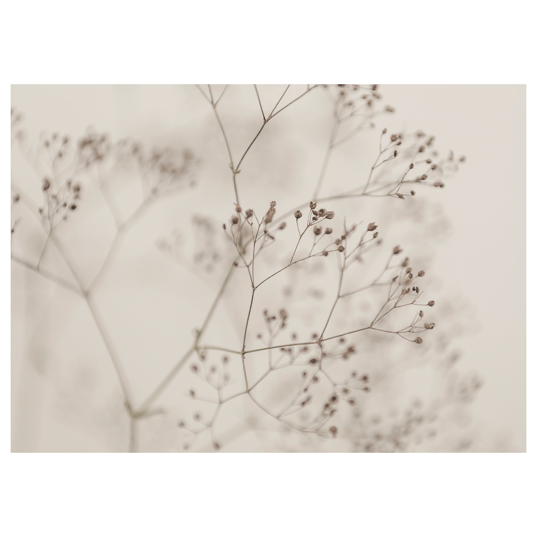 BJÖRKSTA, καμβάς/άνθη-λεπτομέρεια, 140x100 cm, 405.789.14