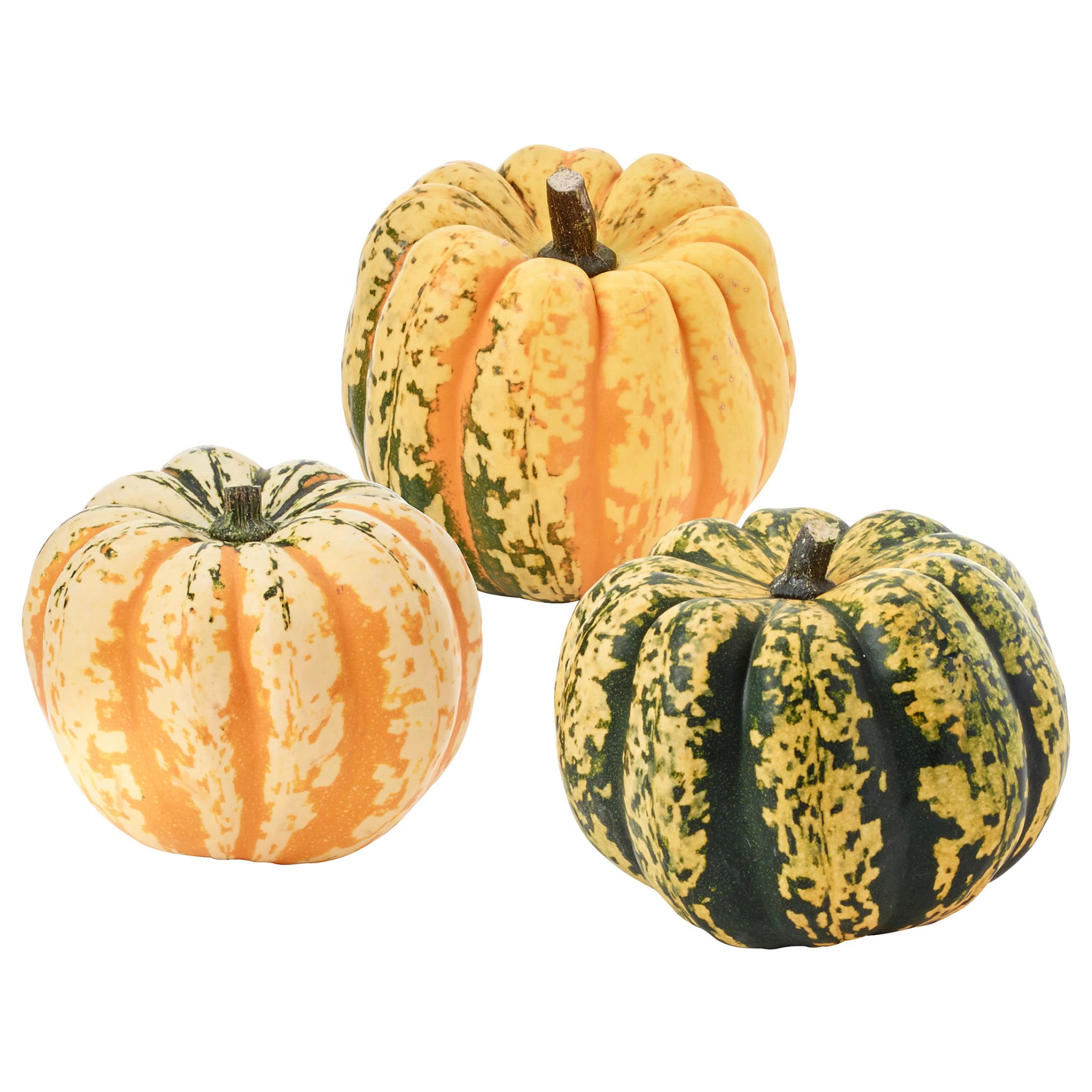 CUCURBITA, διακοσμητική κολοκύθα, 406.041.35