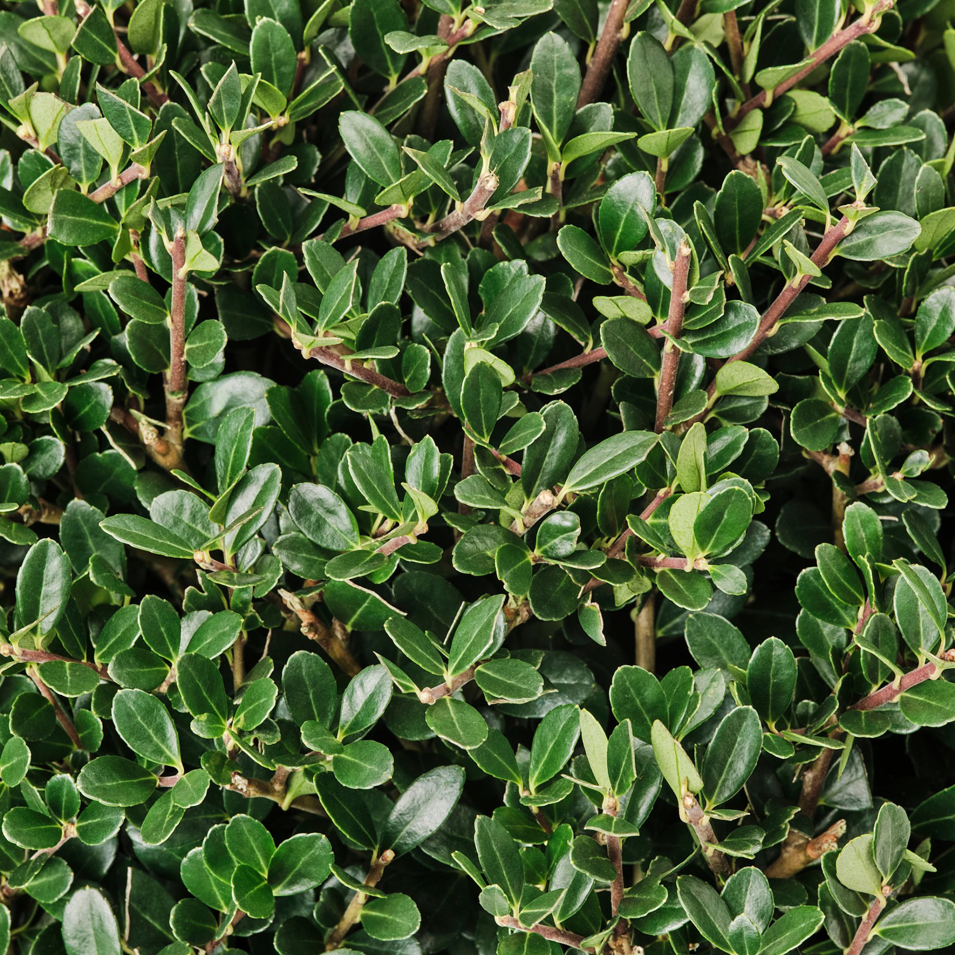 ILEX, potted plant/box-leaved holly, 21 cm, 505.982.33