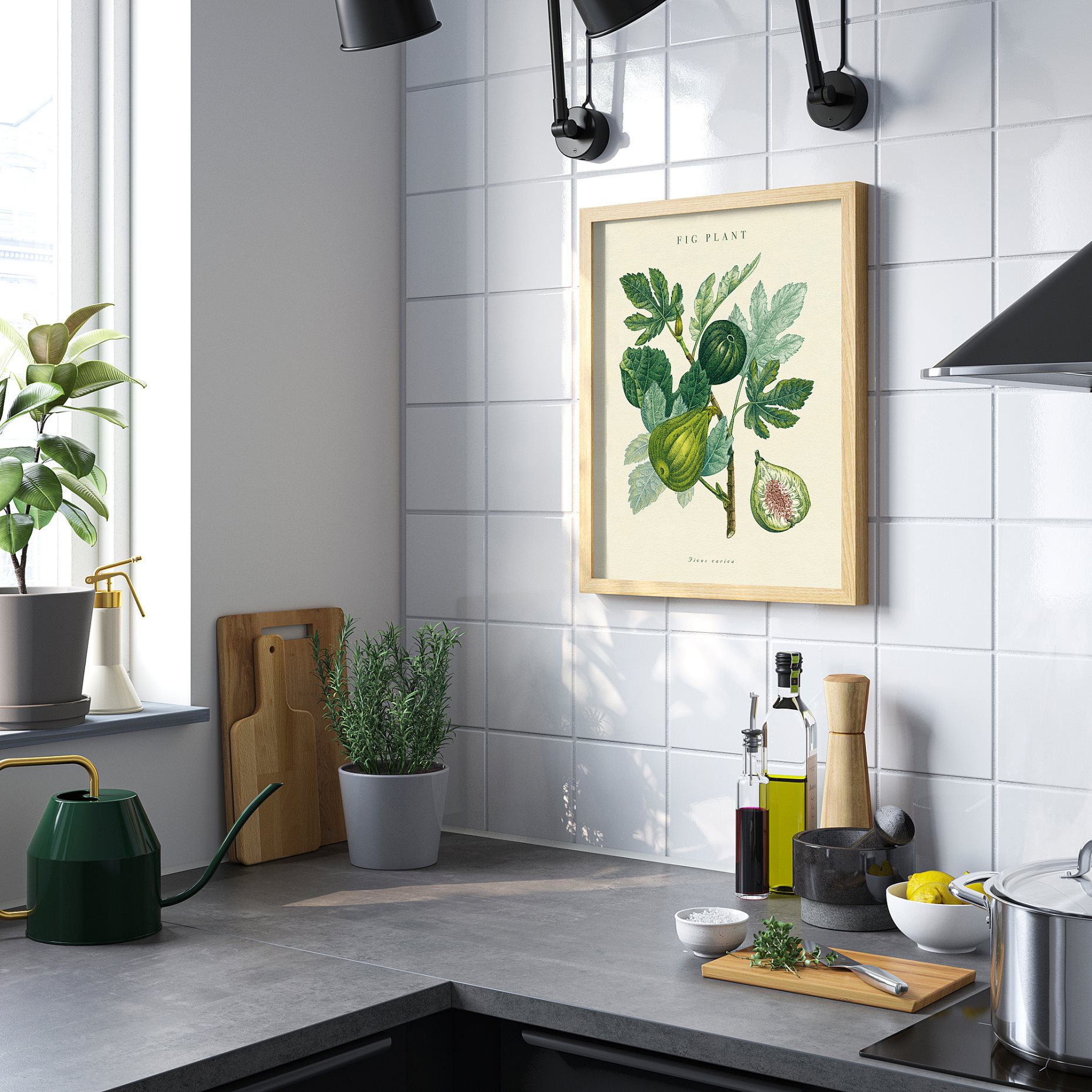 BILD, poster/fig plant, 40x50 cm, 506.019.85