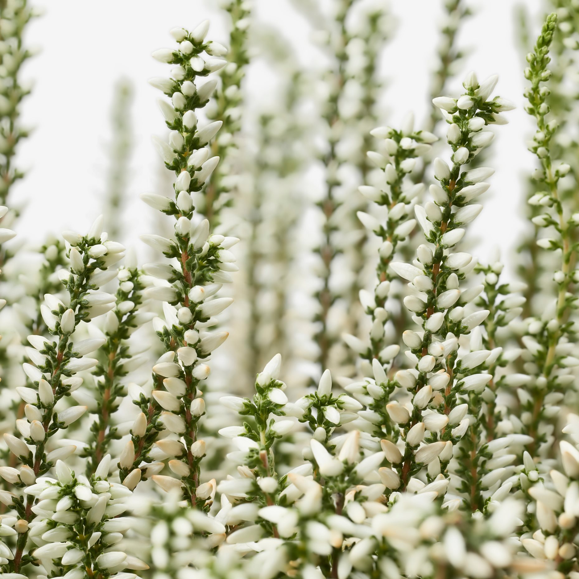 CALLUNA, φυτό σε γλάστρα/ερείκι, 13 cm, 506.041.30