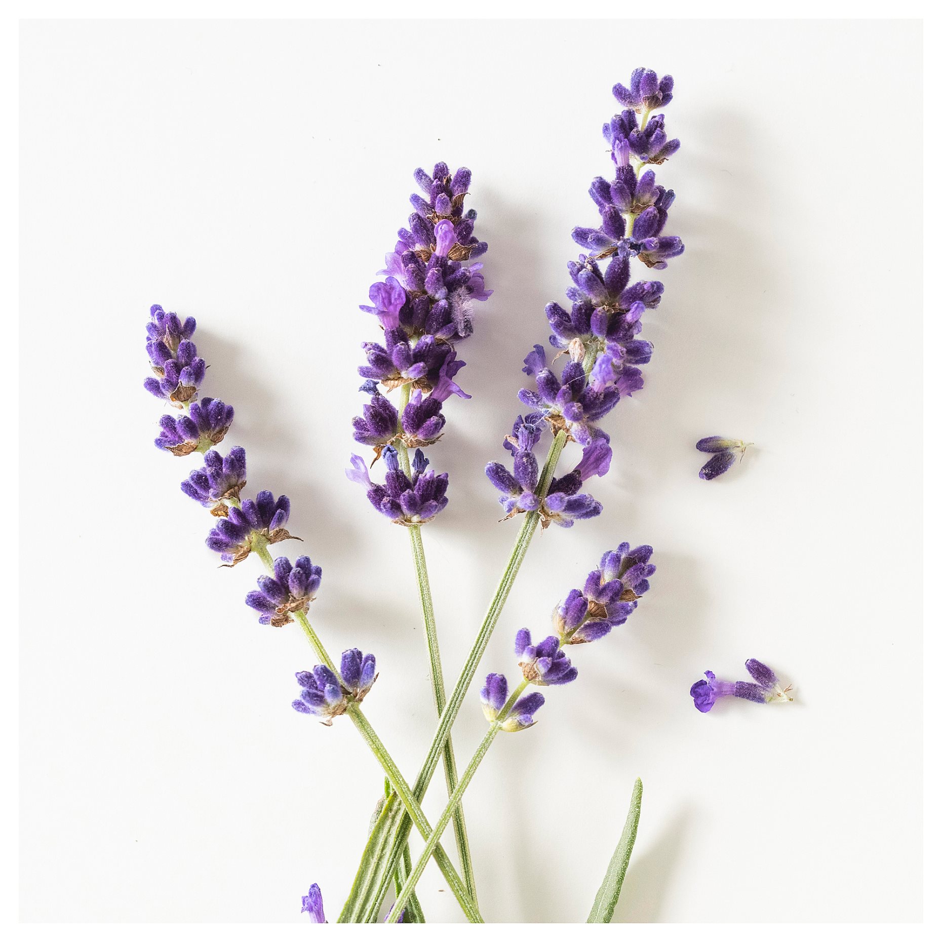 HÄRMHÖK, lavender bag, 7 g, 506.041.49