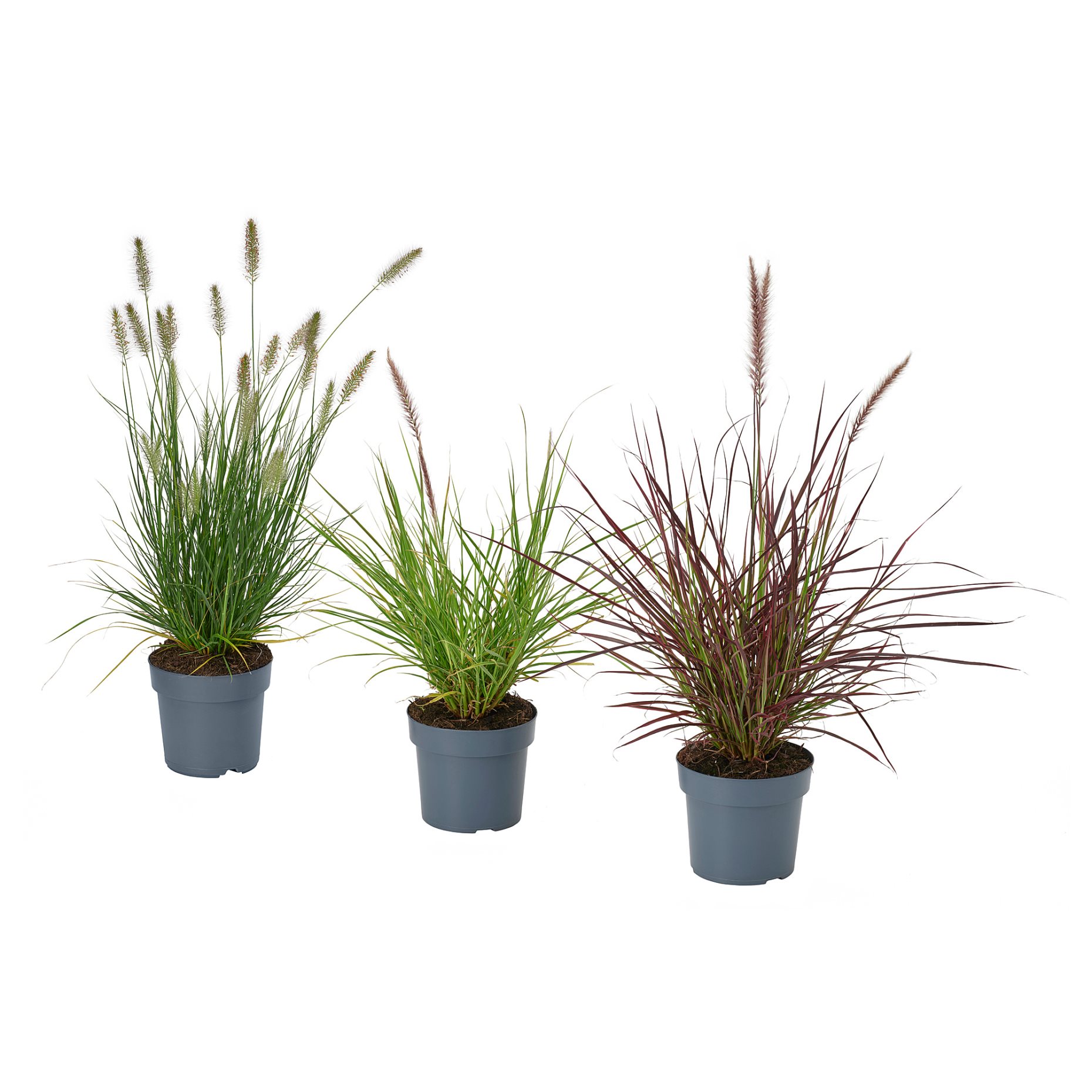 PENNISETUM, φυτό σε γλάστρα/πενισέτο, 17 cm, 605.923.82