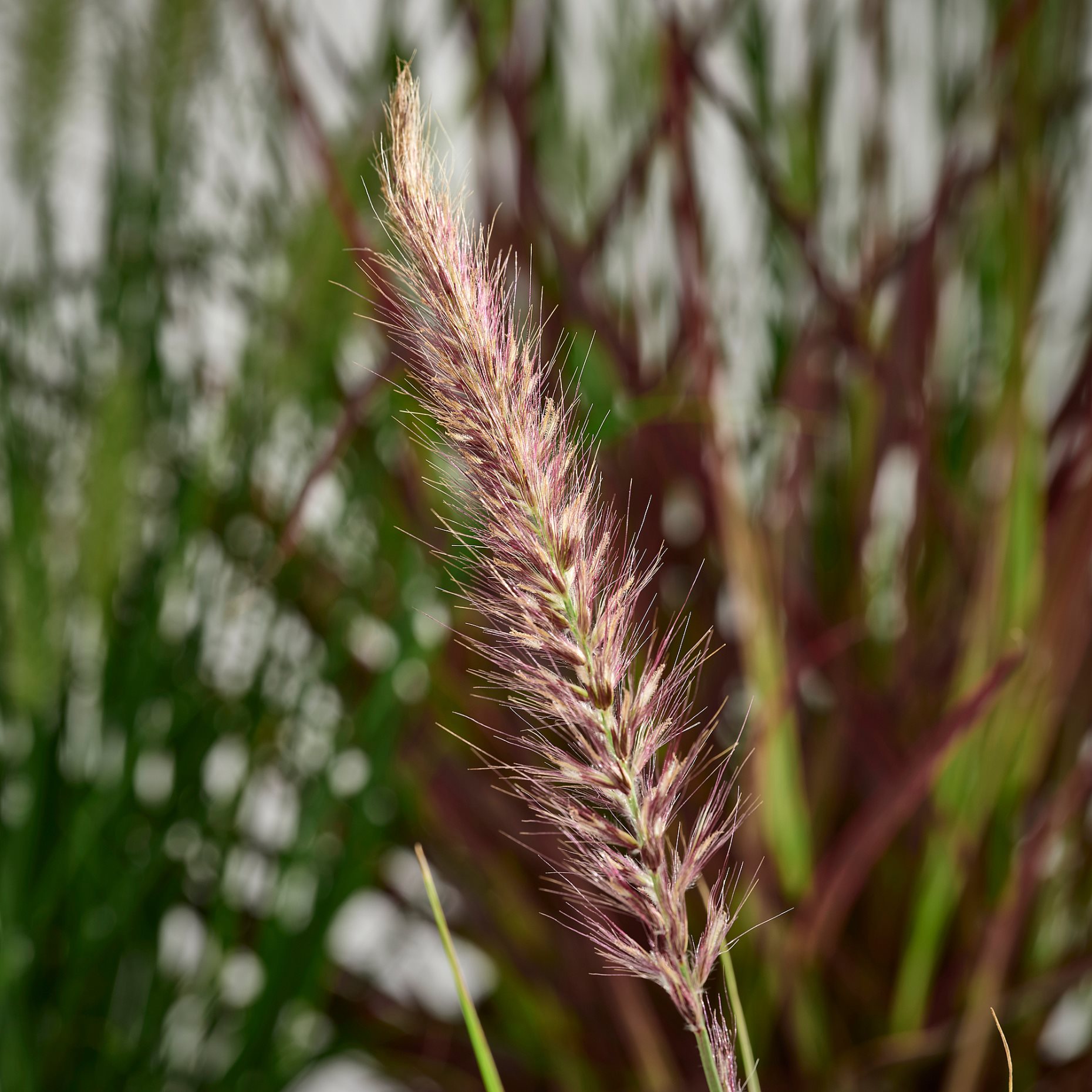 PENNISETUM, φυτό σε γλάστρα/πενισέτο, 17 cm, 605.923.82