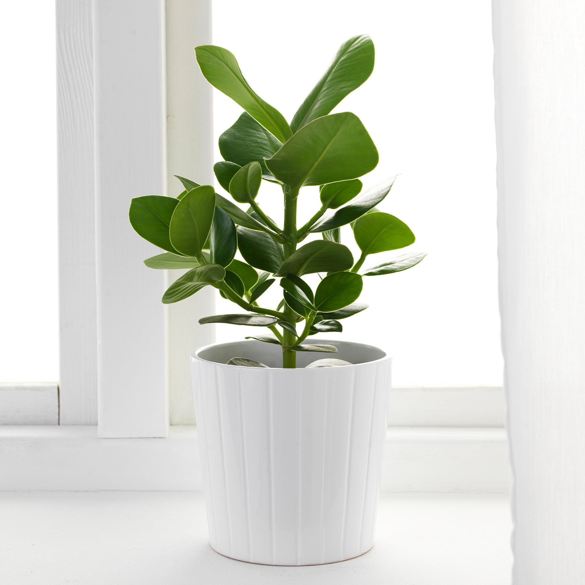 CLUSIA, potted plant, 12 cm, 702.345.62