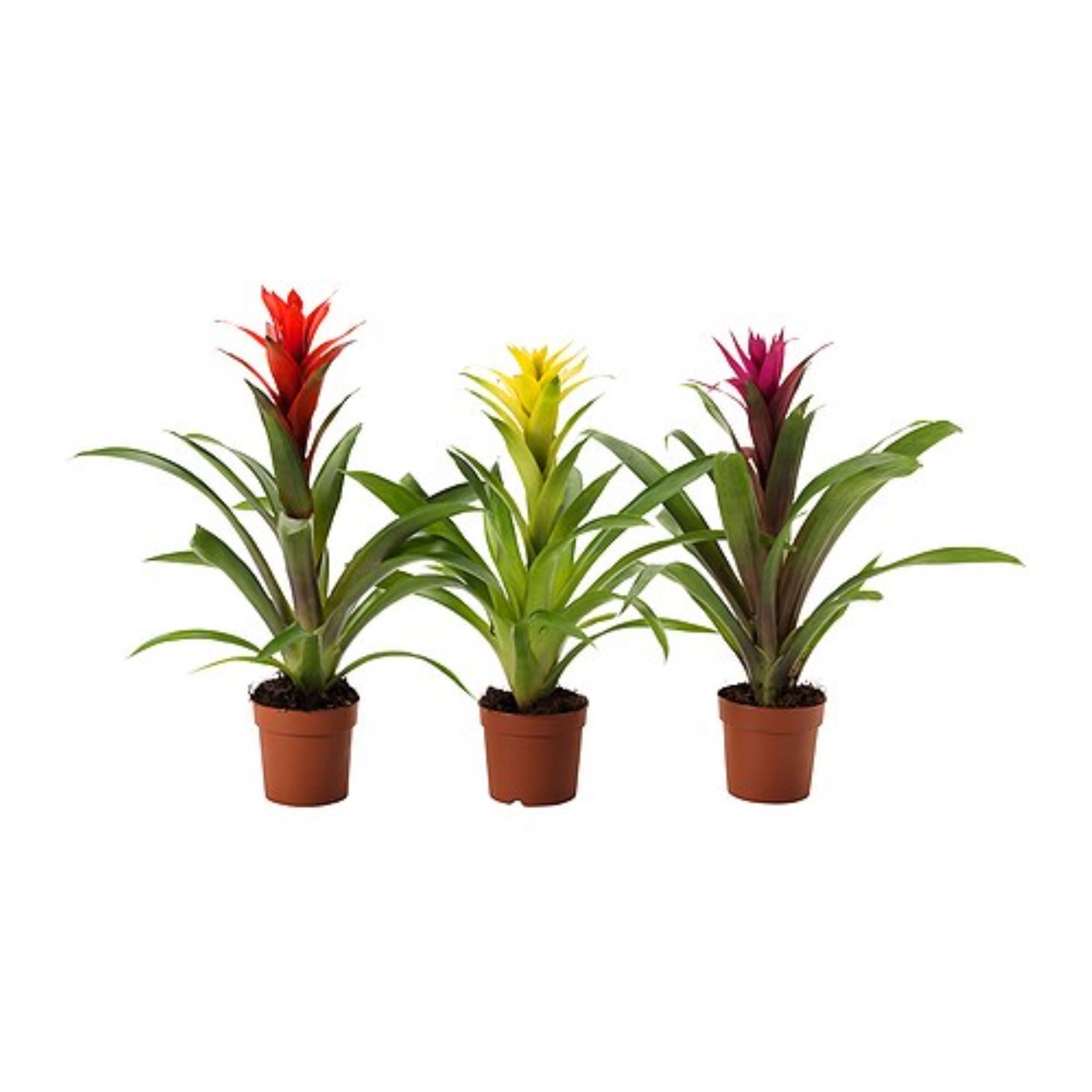 GUZMANIA, φυτό σε γλάστρα/φυτό Γκουζμάνια, 9 cm, 705.553.98