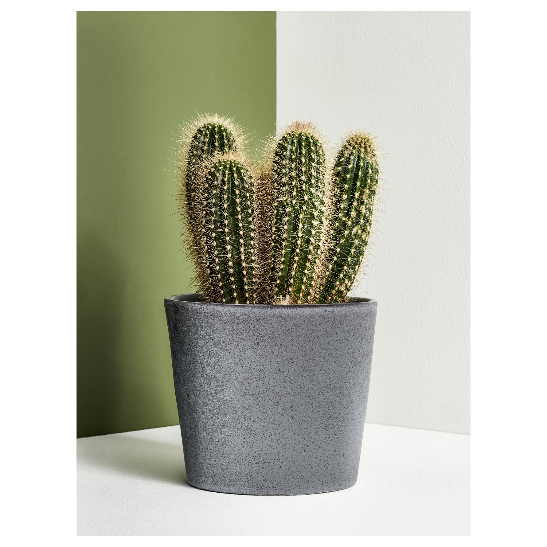 FJÄRILSBUSKE, plant pot/in/outdoor, 12 cm, 705.866.82