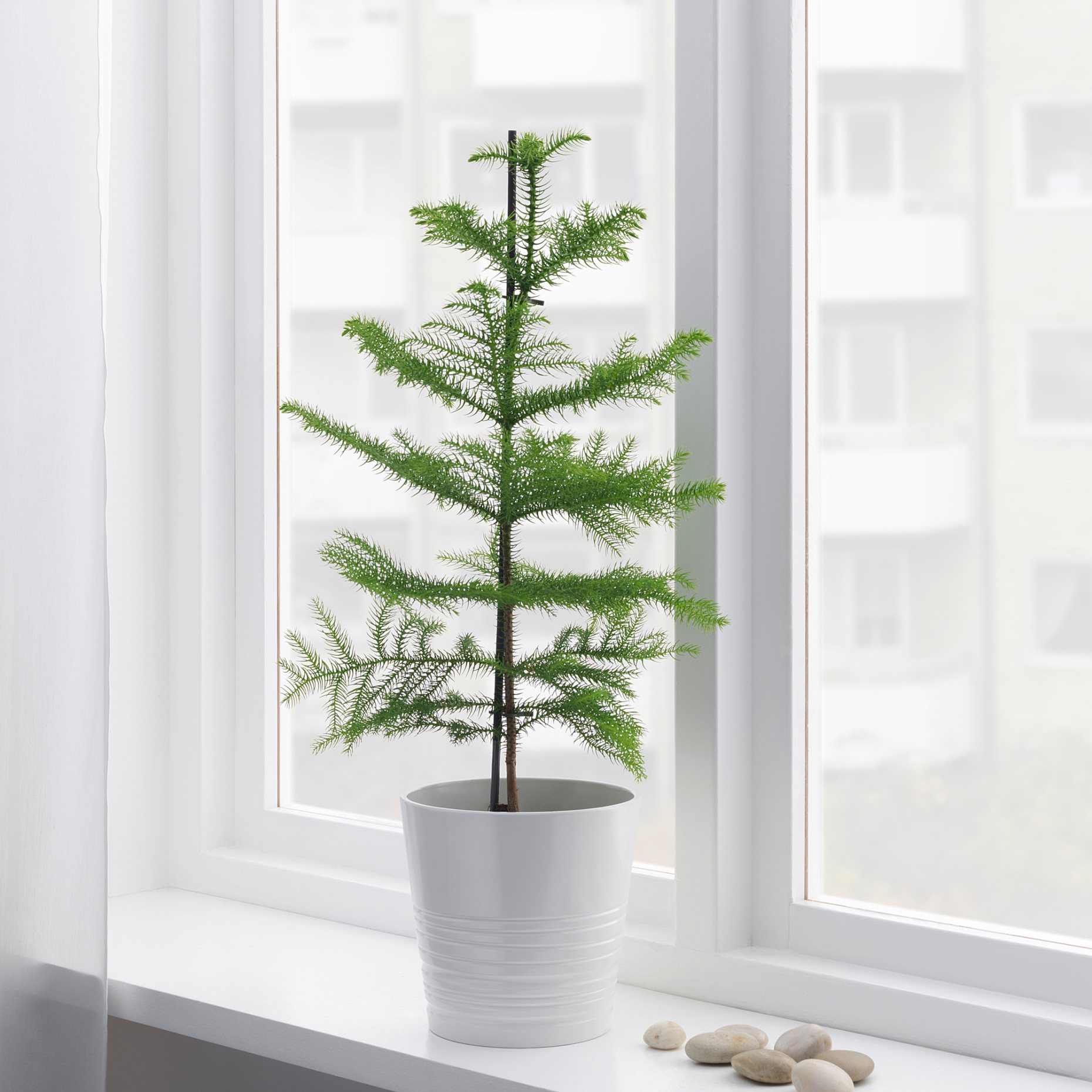 ARAUCARIA, potted plant/Norfolk island pine, 17 cm, 706.126.00
