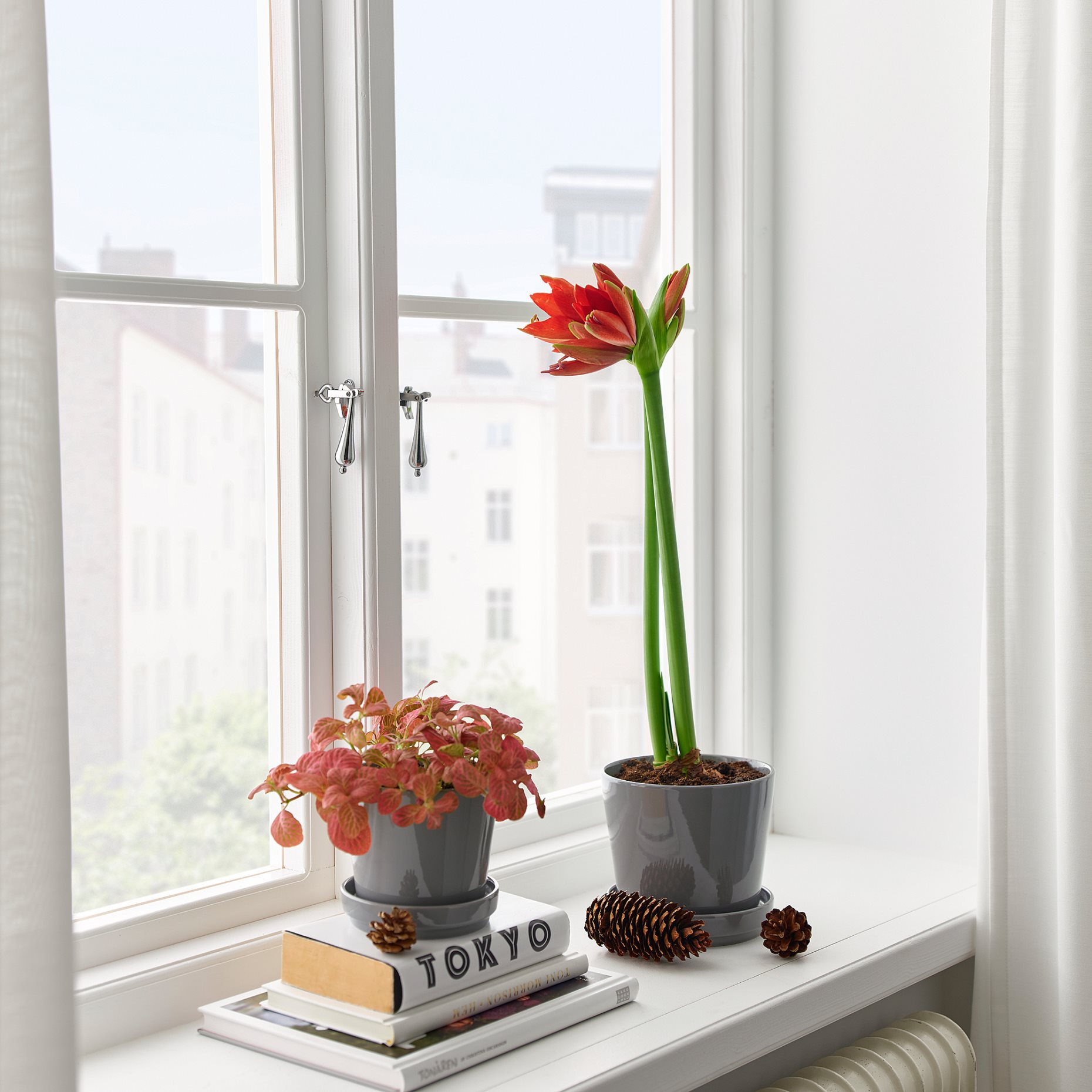 HIPPEASTRUM, potted plant/Amaryllis/2 buds, 13 cm, 706.126.24