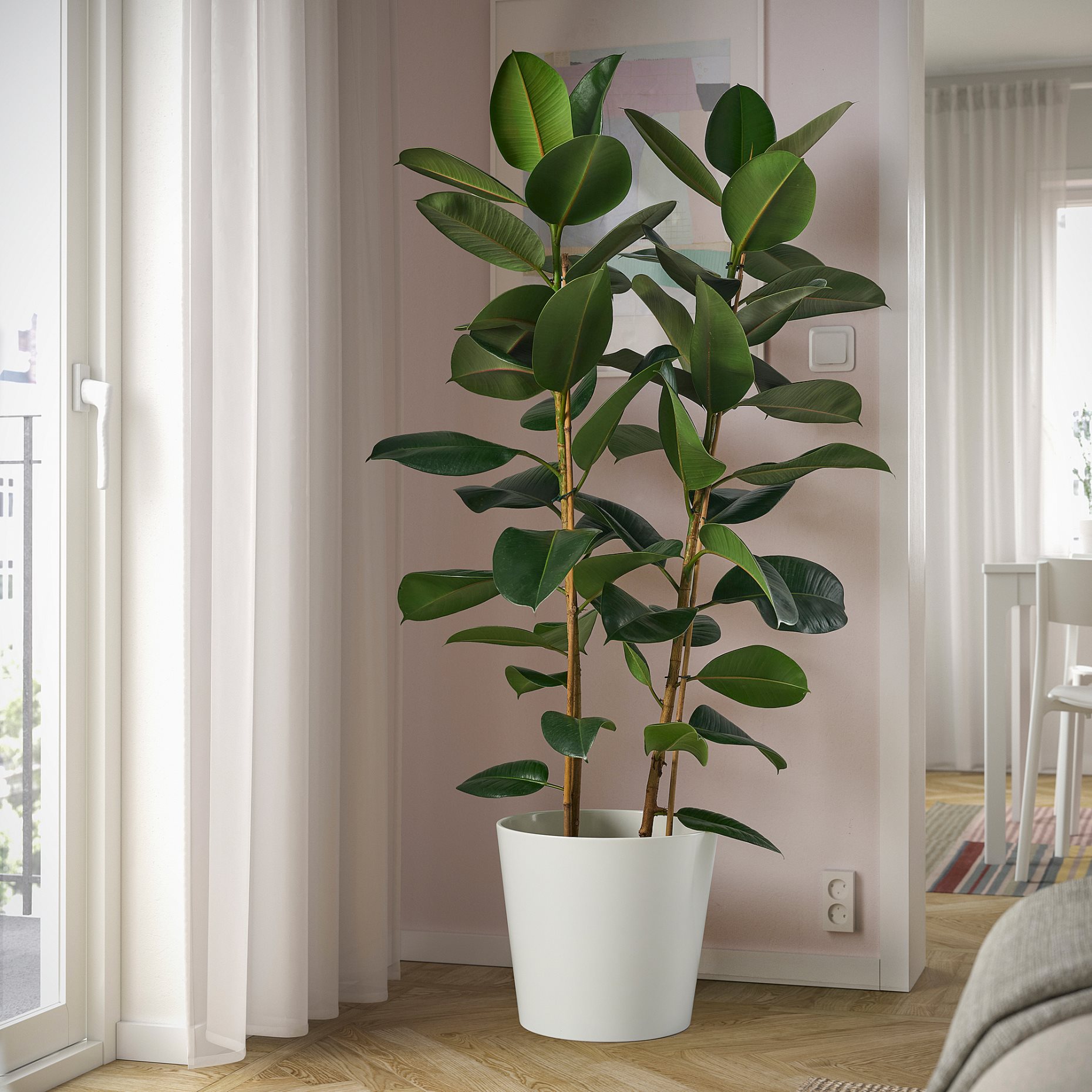 FICUS ELASTICA, φυτό σε γλάστρα/2 βλαστοί, 27 cm, 804.952.00
