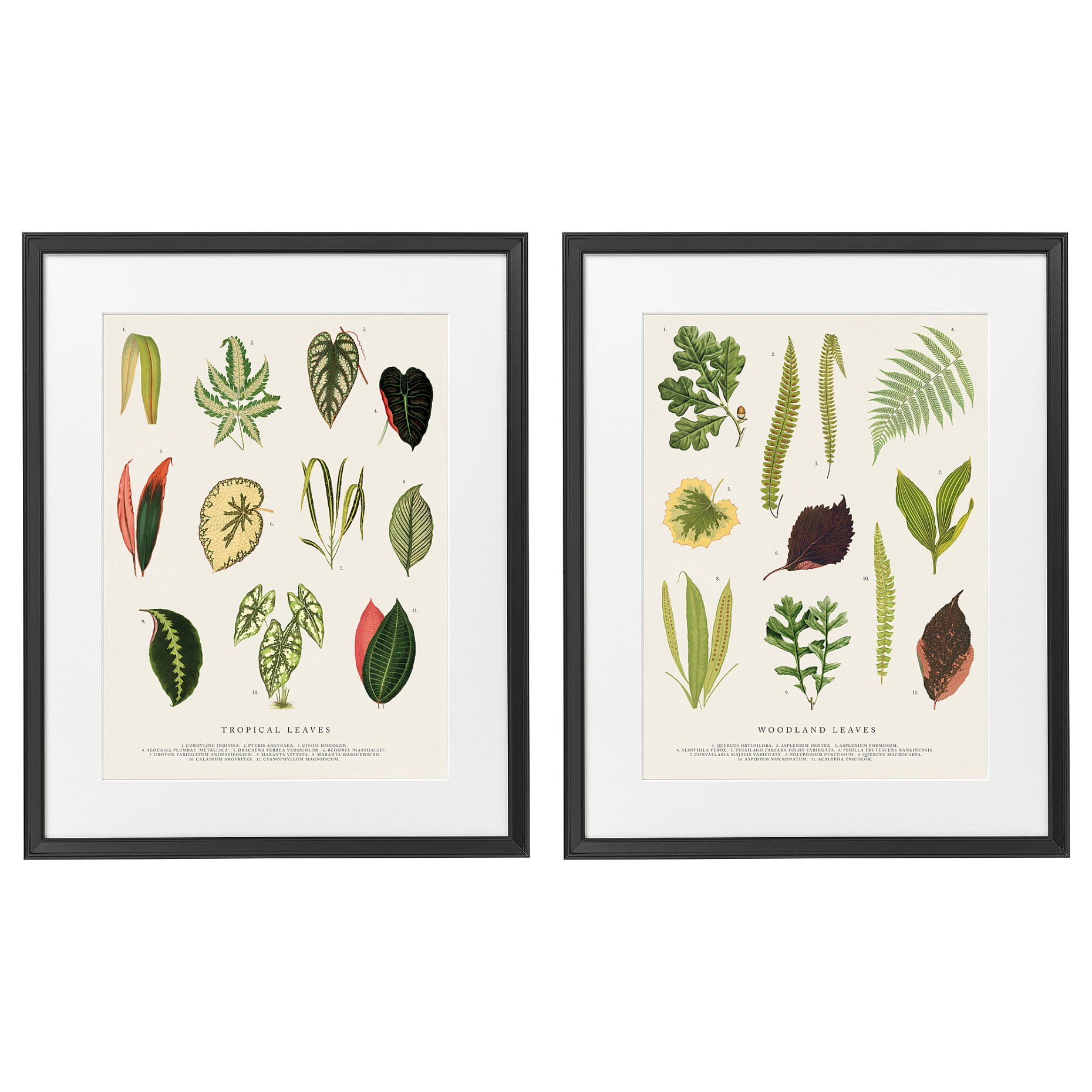 KNOPPÄNG, frame with poster/collage of leaves set of 2, 40x50 cm, 805.704.78