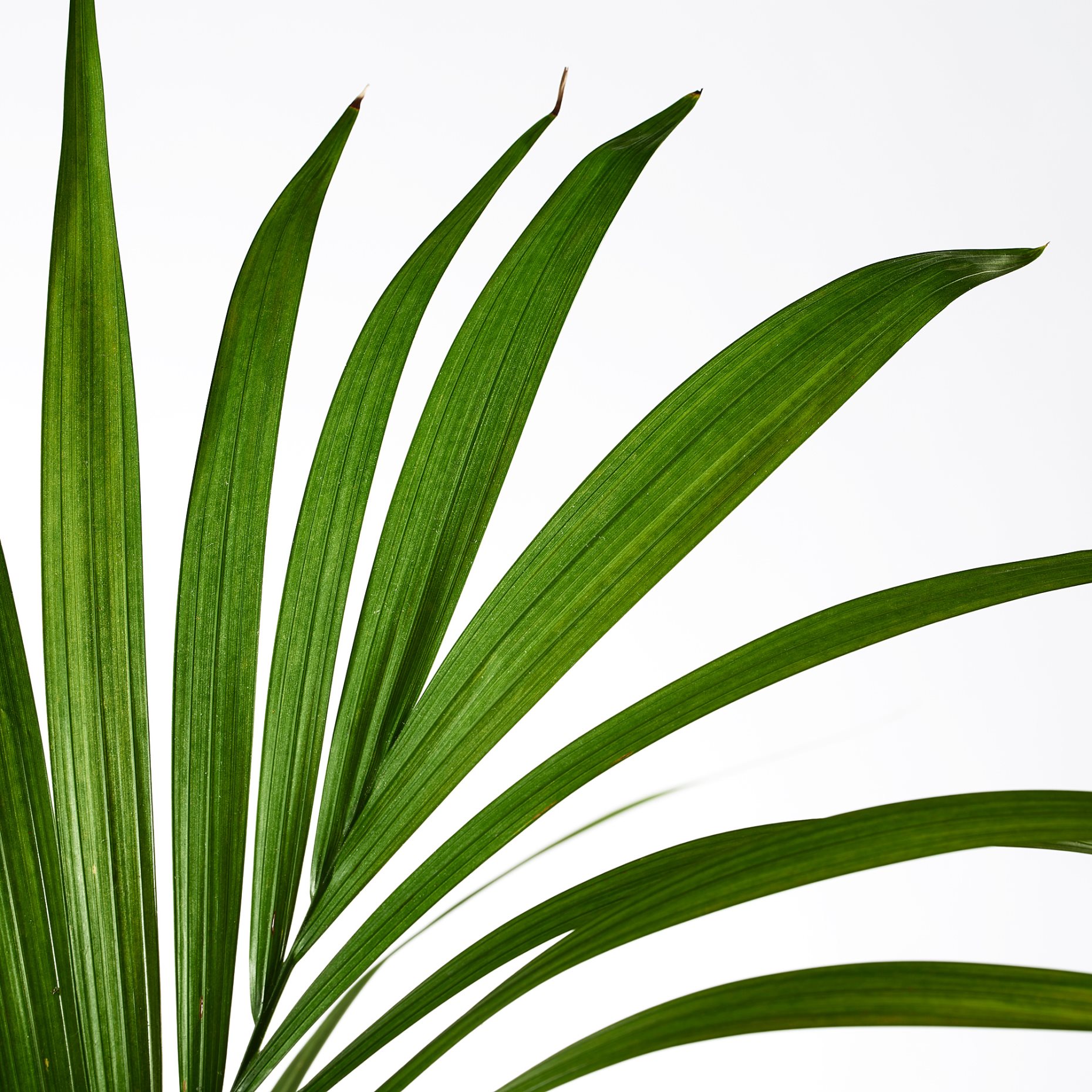 HOWEA FORSTERIANA, potted plant, 24cm, 805.801.99