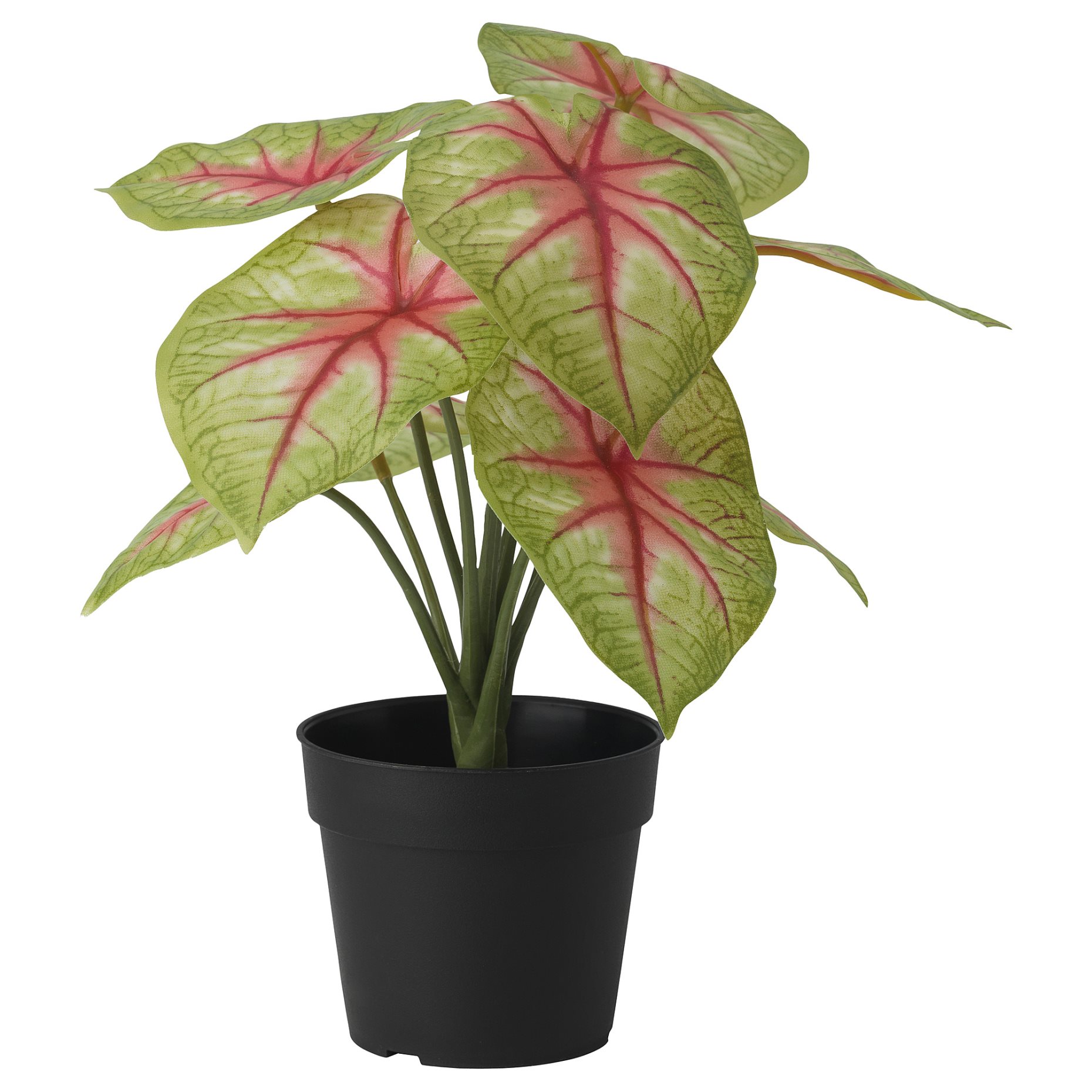 FEJKA, artificial potted plant in/outdoor/Caladium, 9 cm, 905.596.54