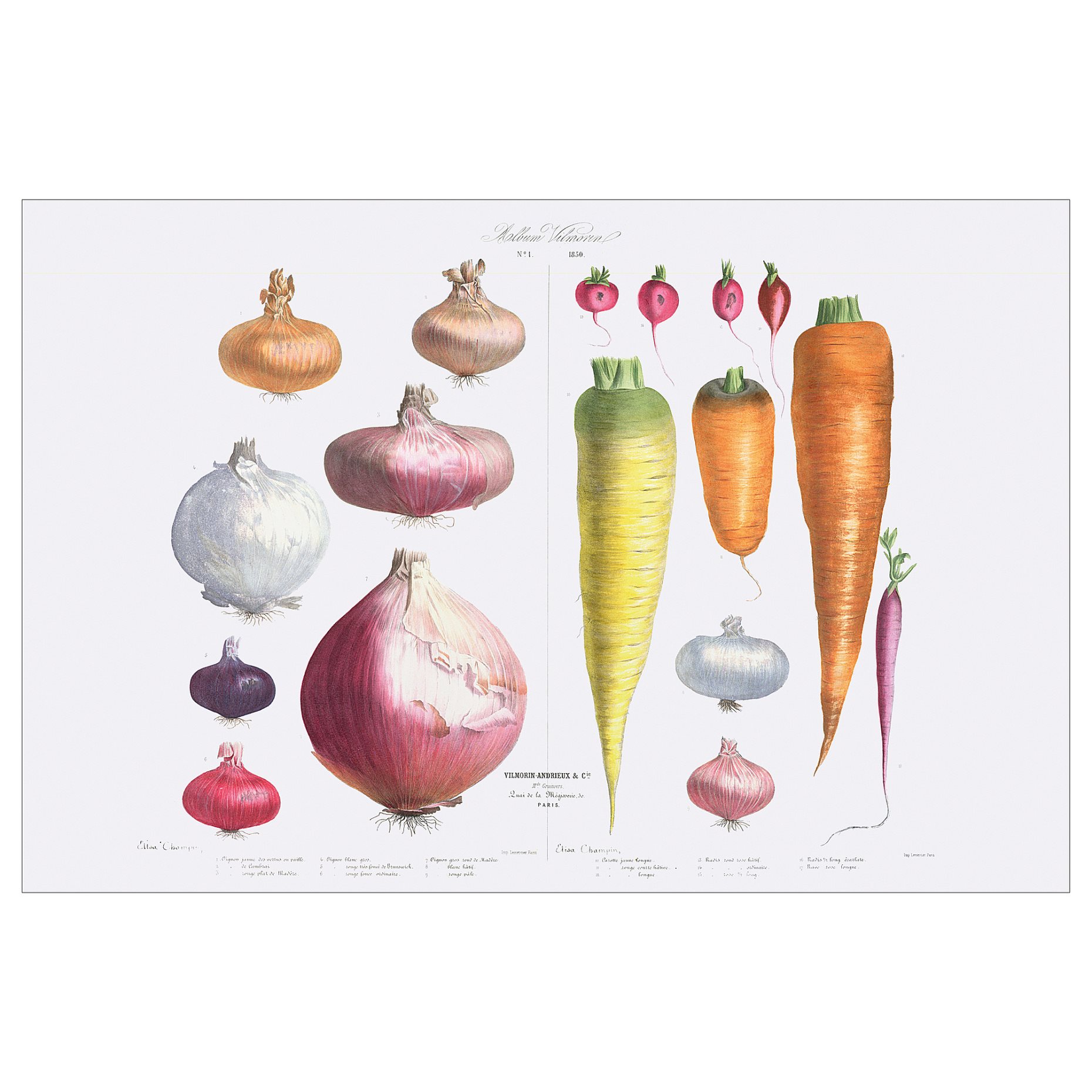 PJÄTTERYD, picture/Onions, radishes and carrots,, 905.600.54
