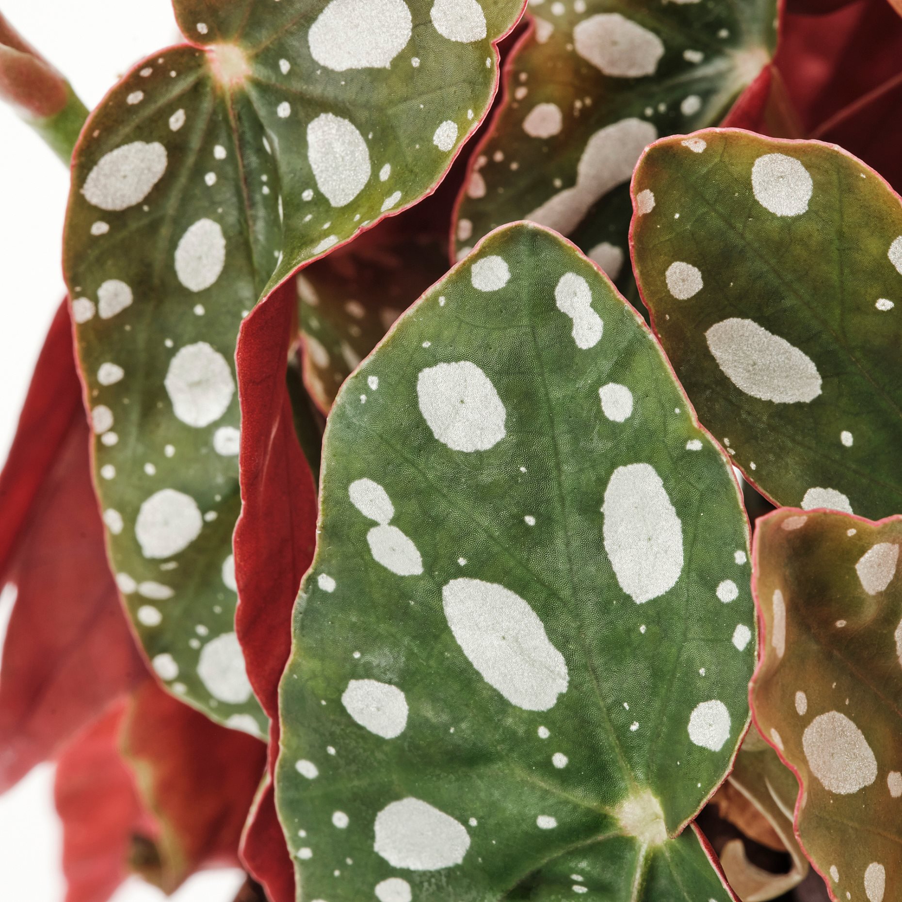 BEGONIA MACULATA, φυτό σε γλάστρα/μπιγκόνια, 12 cm, 905.982.31