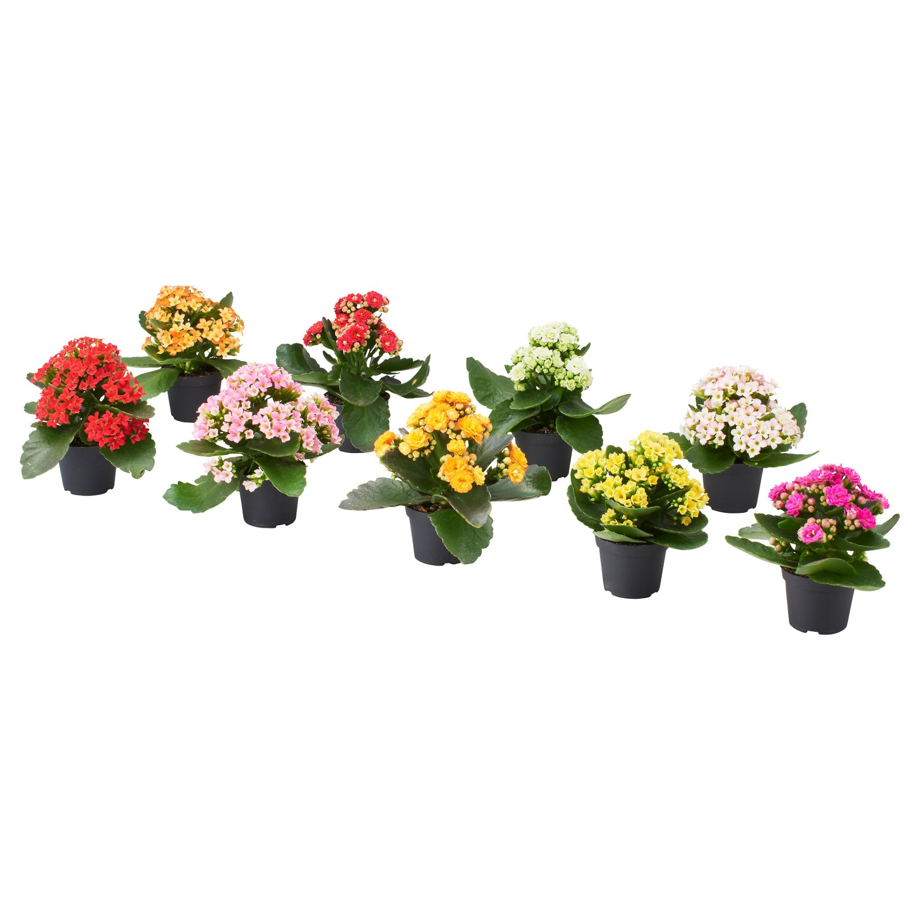 KALANCHOE, potted plant/Flaming Katy, 6 cm, 906.041.33