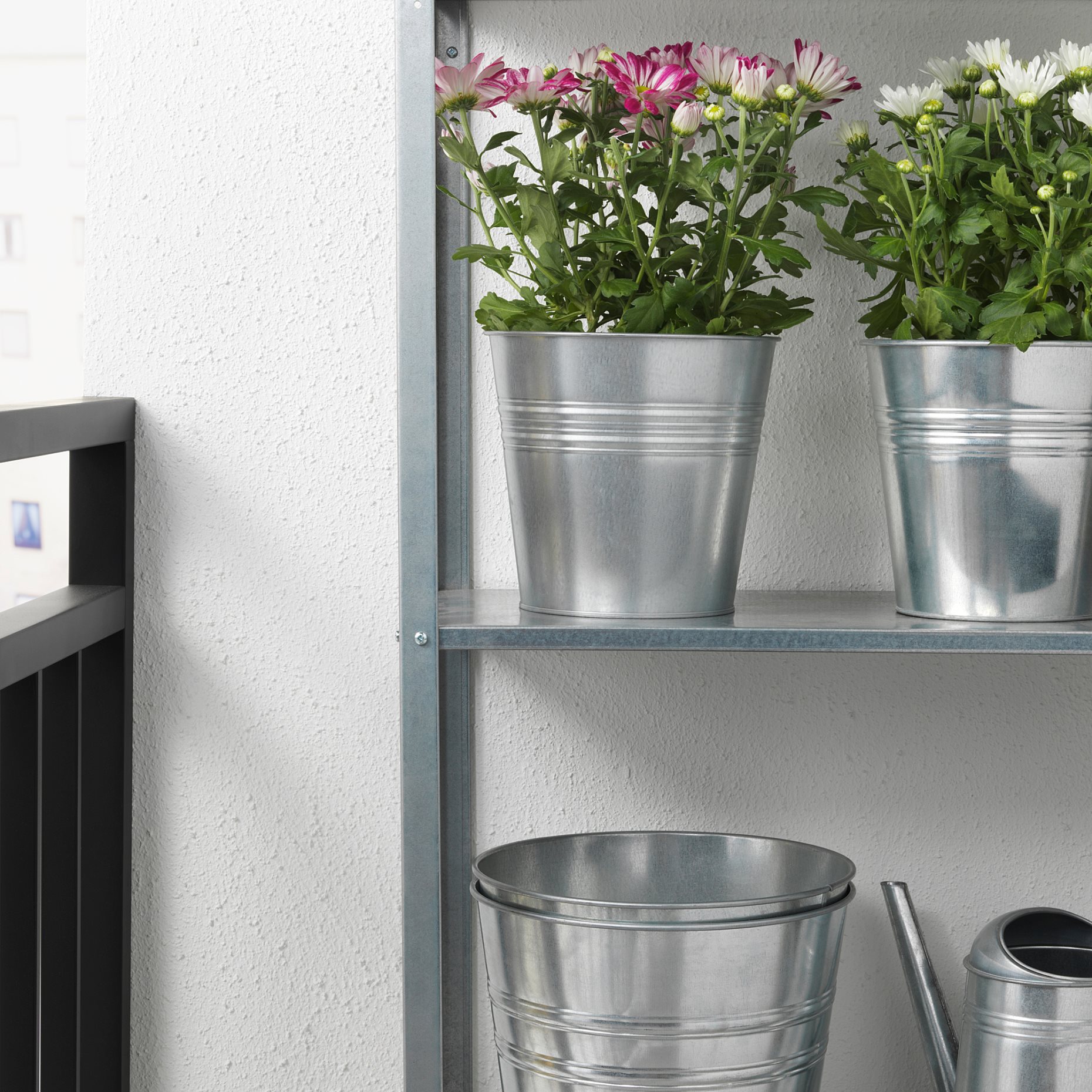 CHRYSANTHEMUM, φυτό σε γλάστρα/Χρυσάνθεμο, 15 cm, 906.127.60