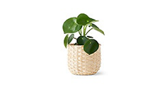 ikea-plant-and-pot__1364681329625-s1