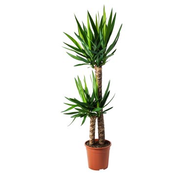 YUCCA, potted plant, Spineless yucca/2-stem, 103.293.08