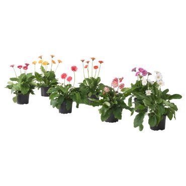 GERBERA, φυτό σε γλάστρα, ζέρμπερα, 106.240.07