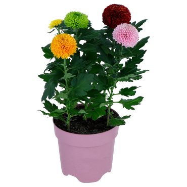 CHRYSANTHEMUM, φυτό σε γλάστρα/Χρυσάνθεμο, 14 cm, 306.293.77