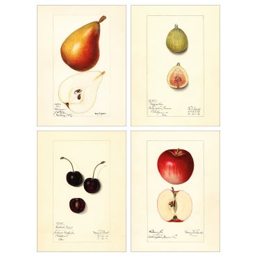 PJÄTTERYD, picture/Vintage drawings/4 pack, 28x38 cm, 405.600.61