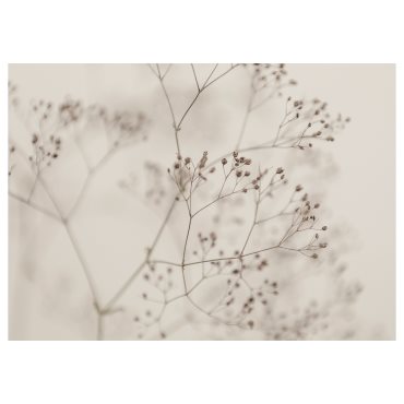 BJÖRKSTA, picture/flowers-close up, 140x100 cm, 405.789.14