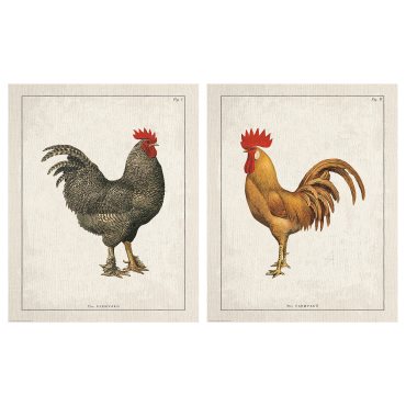 BILD, poster/Farmyard roosters/2 pack, 40x50 cm, 505.606.40