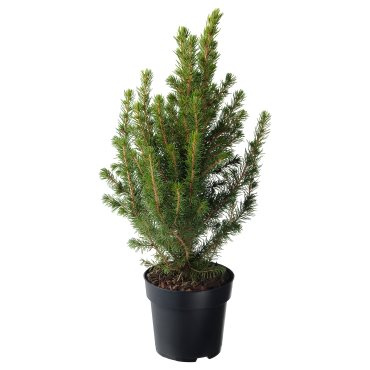 PICEAGLAUCACONICA, φυτό σε γλάστρα/Έλατο, 15 cm, 506.403.31