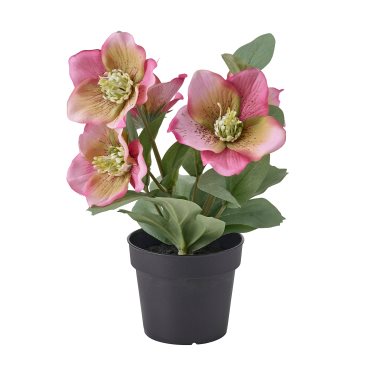 FEJKA, artificial potted plant in/outdoor/Christmas rose, 9 cm, 706.373.18
