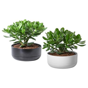 CRASSULA, φυτό σε γλάστρα με κασπό/Crassula, 22 cm, 104.853.70