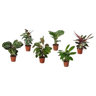 BROKSPIREA, plant pot, 12 cm, 105.986.97