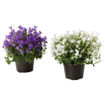 CAMPANULA, potted plant/Bell flower, 10.5 cm, 106.127.59