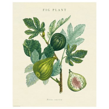 BILD, poster/fig plant, 40x50 cm, 506.019.85