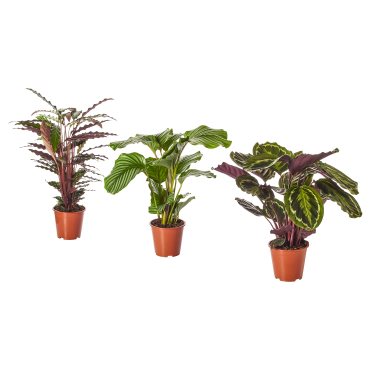 CALATHEA, potted plant, Calathea, 102.588.29