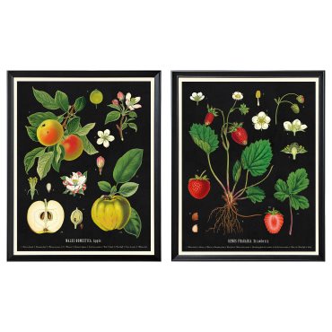 KNOPPÄNG, frame with poster/vintage botanical fruit charts, 40x50 cm, 505.788.95