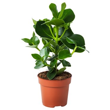 CLUSIA, potted plant, 12 cm, 702.345.62