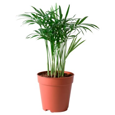 CHAMAEDOREA, potted plant, Parlour palm, 903.927.63