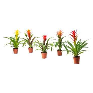 BROMELIACEAE, Φυτό, 102.546.85