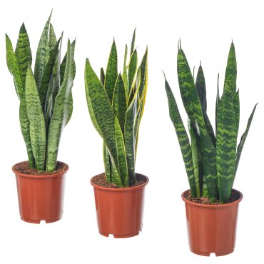 SANSEVIERIA, φυτό σε γλάστρα, Sanseveria, 004.210.29